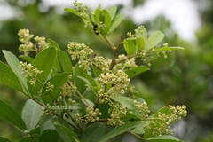 Schinus terebinthifolia